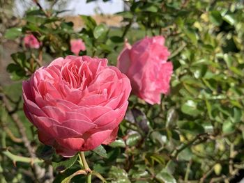 Close-up of pink rose