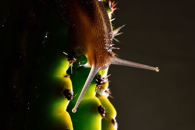 Close-up of mollusk on cactus