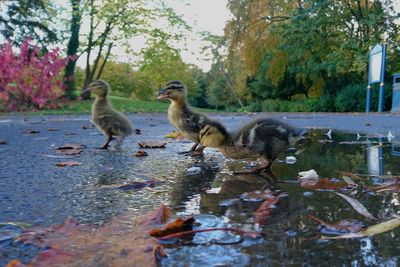 Ducks swimming in lake