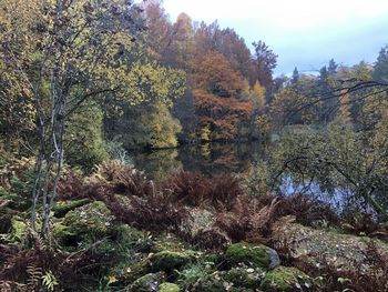 Scenic view of lake in forest during autumn