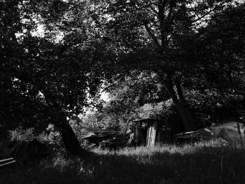 Trees in forest