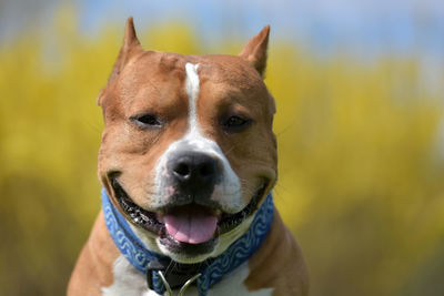 Close-up portrait of a dog looking away