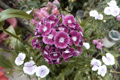 Close-up of pink flowers