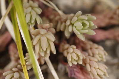 Close-up of plant growing outdoors