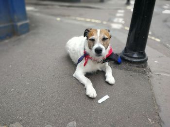 Dogs on street