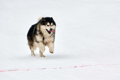 Dog running on snow covered land