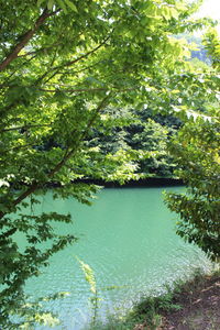 Scenic view of lake in forest