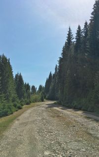 Road amidst trees in forest against sky