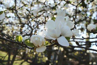 Close-up of apple blossoms in spring