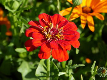 Close-up of red flower
