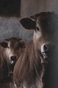 Close-up portrait of cow