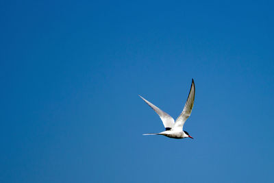 Low angle view of tern flying against clear blue sky