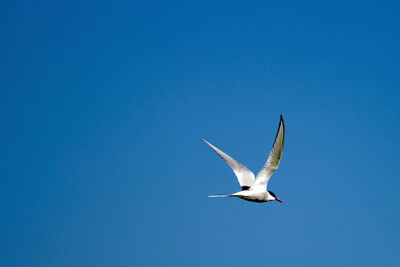 Low angle view of seagull flying against blue sky