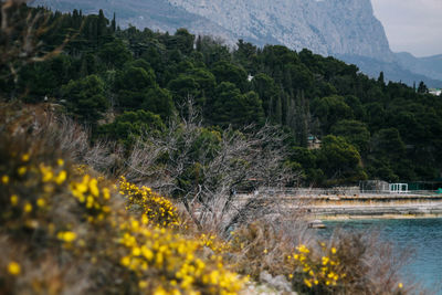 Scenic view of river amidst trees