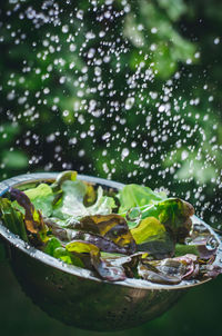 Close-up of water drops on leaves