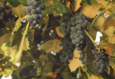 Close-up of grapes growing in vineyard