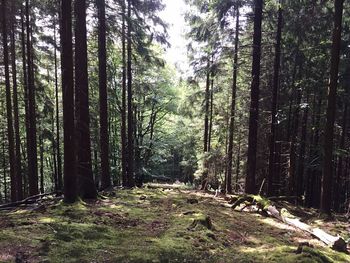 Trees in forest