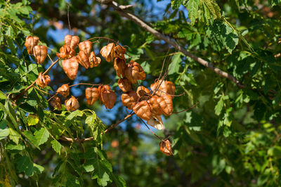 Close-up of plant against blurred background