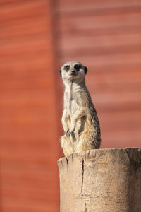 Meerkat looking away