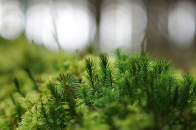 Close-up of plants growing on field