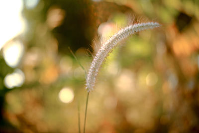 Close-up of white flower