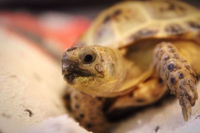 Close-up of a lizard