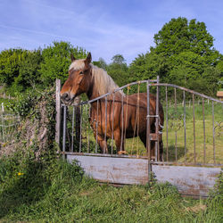 Horse standing on field against trees