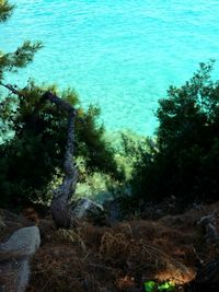 Scenic view of sea against trees