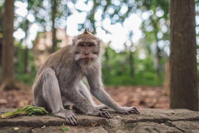 Monkey sitting in forest