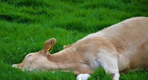 Brown cow lazily languishing in a field 