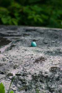 Close-up of ball on leaf