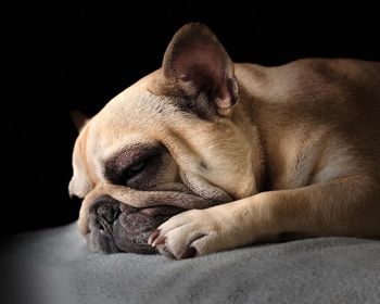 Close-up of a dog sleeping