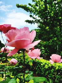 Close-up of pink rose flower