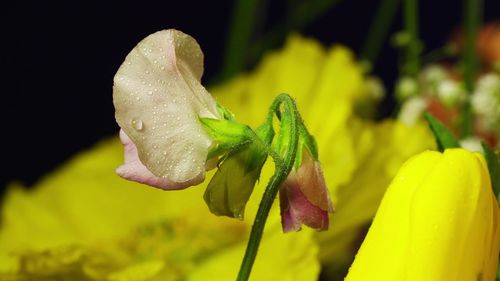 Close-up of water drops on yellow flower