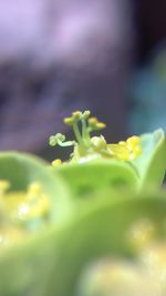 Close-up of plant