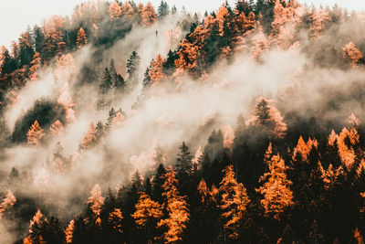 Pine trees in forest during autumn