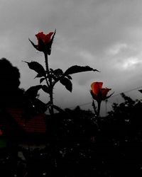 Low angle view of flowers against sky