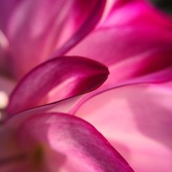 Extreme close up of pink flower