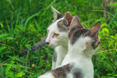 Cat looking away on a field