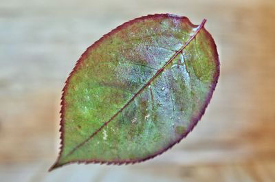 Close-up of dry leaf on plant