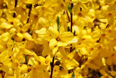 Close-up of yellow flowering plant