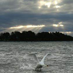 Swan on riverbank against dramatic sky