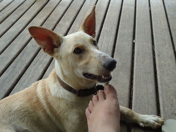 Close-up of hand holding dog