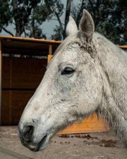 Close-up of a horse