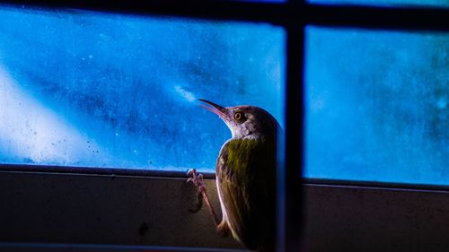 Close-up of bird in aquarium