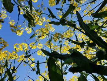 Low angle view of flowering tree against sky