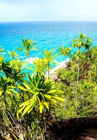 Palm tree by sea against blue sky