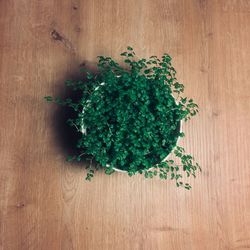 High angle view of plant growing on wooden table
