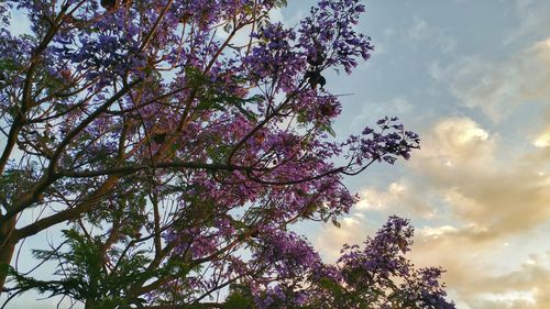 Low angle view of flower tree against sky