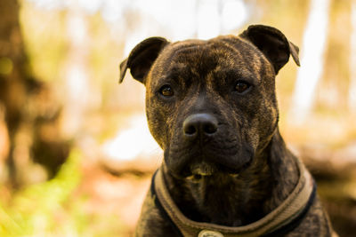 Close-up portrait of dog